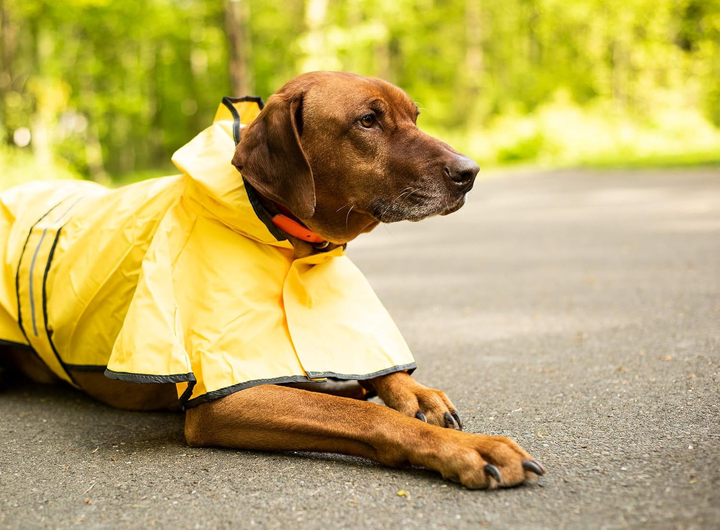 SPOT Rainy Days Slicker - Yellow Dog Rain Jacket With Hood, Reflective Strip for Safety, Leash Hole & Adjustable Velcro Belly Strap, 100% Polyester Water Resistant Pet Raincoat - Small, 9in Long